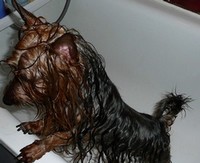 Australian Silky Terrier - pielęgnacja
