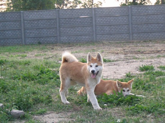 AKITA INU