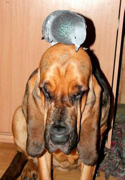 BLOODHOUND 