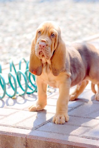 BLOODHOUND 