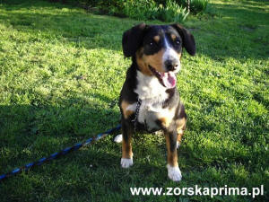 Entlebucher