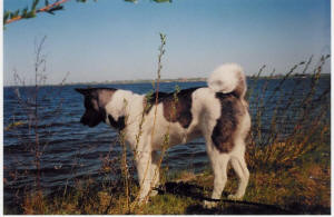 Akita Amerykańska