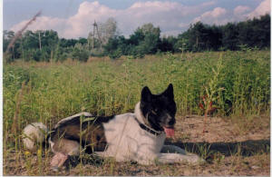 Akita Amerykańska