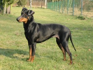 MANCHESTER TERRIER