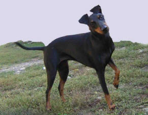 MANCHESTER TERRIER