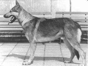 CZECHOS�OWACKI WILCZAK