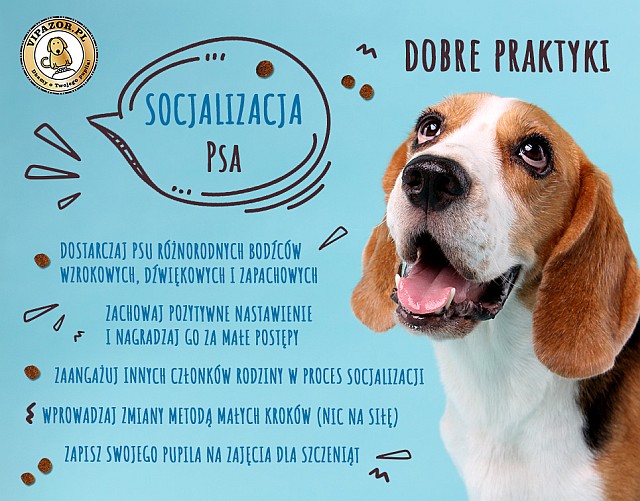 socjalizacja psa