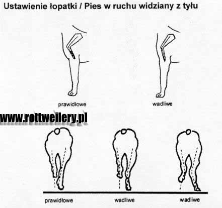 Hodowlakynologia Komentarz Do Wzorca Rottweilera