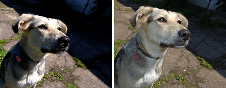 fotografia psów Pies w słońcu