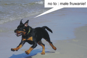 Komiks z psami: Wypad na plażę