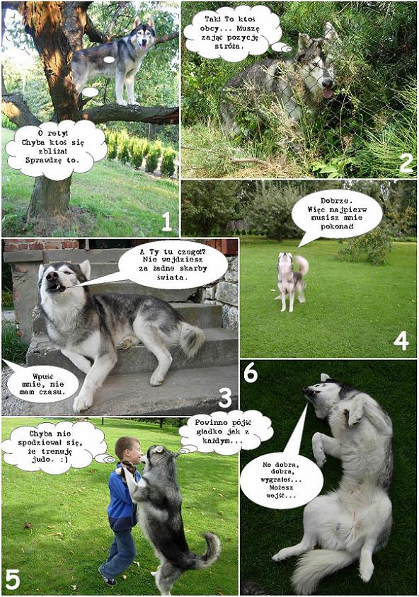 Komiks z psami: Husky - pierwszy pies stróżujący