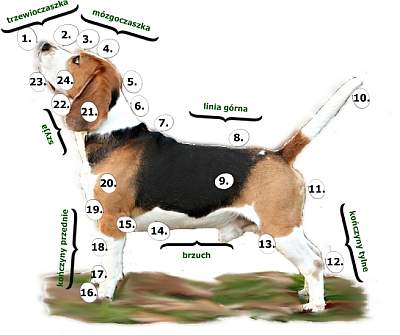 beagle opis wzorca