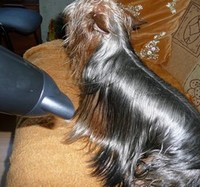 Australian Silky Terrier - pielęgnacja