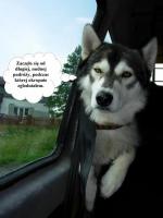 Komiksy z psami: Szalony pies Bakuś