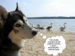 Komiksy z psami: Szalony pies Bakuś