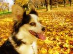 Komiks z psami: Dzień z życia psa: Spacer w parku