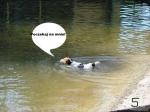 Komiks z psami: Popływajmy
