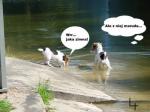 Komiks z psami: Popływajmy