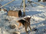 Hu, hu, ha nasza zima zła… -czyli pies na śniegu