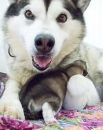 Alaskan Malamute - zapowiedź miotu - ogłoszenia o szczeniakach - psy rasowe