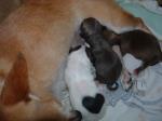 02.06.2009: Szczenięta chihuahua - ogłoszenia o szczeniakach - psy rasowe