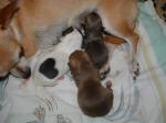 02.06.2009: Szczenięta chihuahua - ogłoszenia o szczeniakach - psy rasowe