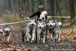 05.03: Zapowiedź miotu: Alaskan Malamute Z Klanu Wydry - ogłoszenia o szczeniakach