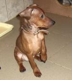 03.03: szczenięta pinczerów miniaturowych - ogłoszenia o szczeniakach - psy rasowe