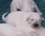 26.02.2009 - szczenięta Golden Retriever - ogłoszenia o szczeniakach - psy rasowe