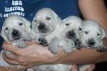 26.02.2009 - szczenięta Golden Retriever - ogłoszenia o szczeniakach - psy rasowe