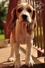 05.08: Szczenieta Beagle