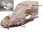 Anatomia psa: SZKIELET KOSTNY