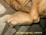Kostniakomięsaki kończyn u psów (osteosarcoma)