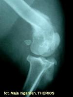 Kostniakomięsaki kończyn u psów (osteosarcoma)