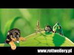 Rottweiler: Bajki i rotti