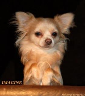 Chihuahua długowłosy